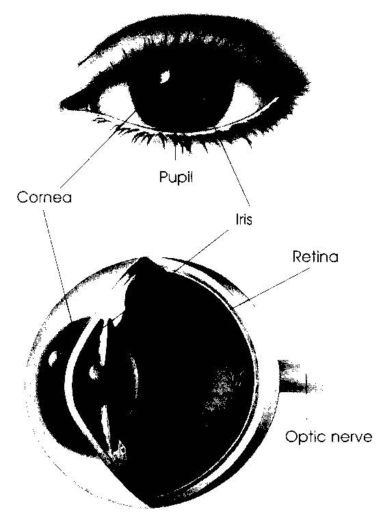 Retina