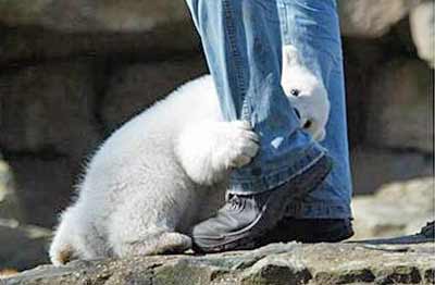 baby polar bear attacks a man's leg