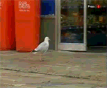 Seagull stealing from store